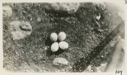 Image of Eggs of Gryfalcon